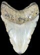 Bargain Megalodon Tooth - North Carolina #48910-2
